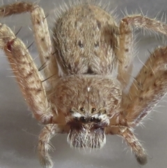 Isopeda sp. (genus) (Huntsman Spider) at Narrabundah, ACT - 14 Sep 2021 by RobParnell