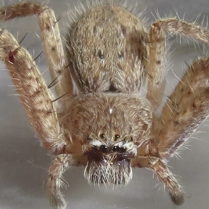 Isopeda sp. (genus) at Narrabundah, ACT - 14 Sep 2021