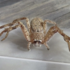 Isopeda sp. (genus) at Narrabundah, ACT - 14 Sep 2021