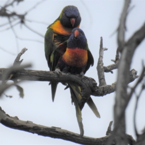 Trichoglossus moluccanus at Kambah, ACT - 21 Sep 2021