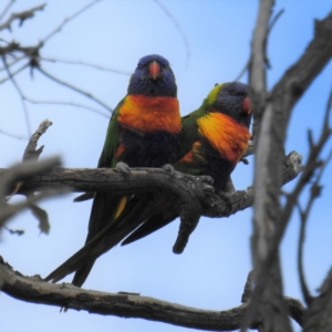 Trichoglossus moluccanus at Kambah, ACT - 21 Sep 2021