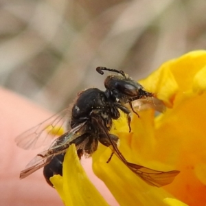 Lasioglossum (Chilalictus) sp. (genus & subgenus) at Kambah, ACT - 21 Sep 2021