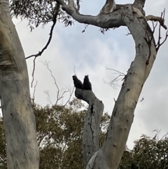 Callocephalon fimbriatum (Gang-gang Cockatoo) at Bruce Ridge to Gossan Hill - 21 Sep 2021 by JVR