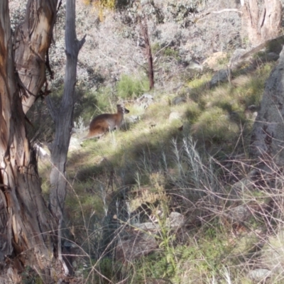 Notamacropus rufogriseus (Red-necked Wallaby) at Tuggeranong Hill - 21 Sep 2021 by jamesjonklaas