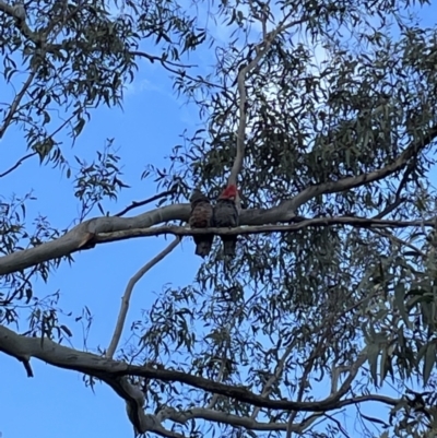 Callocephalon fimbriatum (Gang-gang Cockatoo) at Gossan Hill - 21 Sep 2021 by JVR