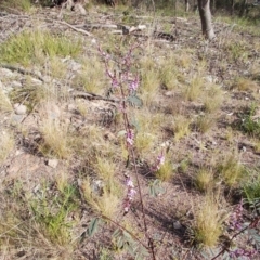 Indigofera australis subsp. australis (Australian Indigo) at Tuggeranong Hill - 21 Sep 2021 by jamesjonklaas