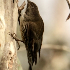 Cormobates leucophaea (White-throated Treecreeper) at Wirlinga, NSW - 21 Sep 2021 by PaulF