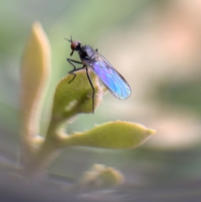 Empididae sp. (family) at Murrumbateman, NSW - 20 Sep 2021 by SimoneC