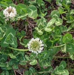 Trifolium repens (White Clover) at The Pinnacle - 21 Sep 2021 by abread111
