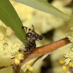 Rivellia sp. (genus) at Murrumbateman, NSW - 21 Sep 2021