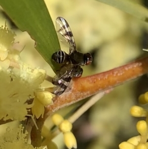 Rivellia sp. (genus) at Murrumbateman, NSW - 21 Sep 2021