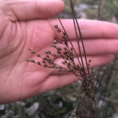 Juncus (genus) (A Rush) at Bruce, ACT - 21 Sep 2021 by Dora