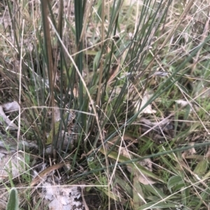 Juncus sp. at Bruce, ACT - 21 Sep 2021