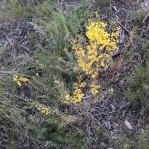 Acacia buxifolia subsp. buxifolia at Acton, ACT - 19 Sep 2021