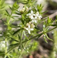 Asperula conferta (Common Woodruff) at Stirling Park - 21 Sep 2021 by JaneR