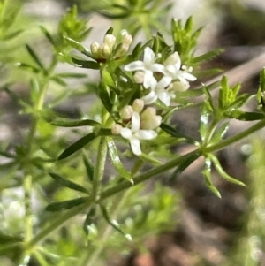 Asperula conferta at Yarralumla, ACT - 21 Sep 2021 02:41 PM