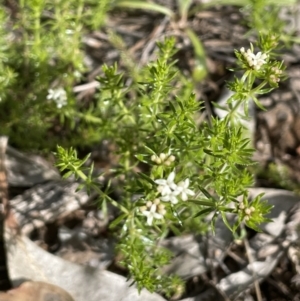 Asperula conferta at Yarralumla, ACT - 21 Sep 2021