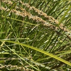 Carex appressa (Tall Sedge) at Yarralumla, ACT - 21 Sep 2021 by JaneR