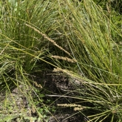 Carex appressa at Yarralumla, ACT - 21 Sep 2021 01:32 PM