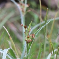 Luzula densiflora (Dense Wood-rush) at Gundaroo, NSW - 21 Sep 2021 by Gunyijan