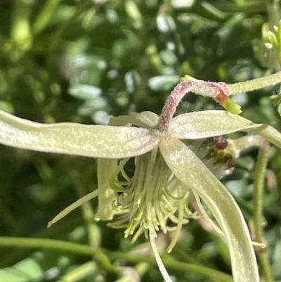 Clematis leptophylla (Small-leaf Clematis, Old Man's Beard) at Yarralumla, ACT - 21 Sep 2021 by JaneR