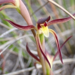 Lyperanthus suaveolens at Downer, ACT - 21 Sep 2021