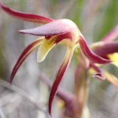 Lyperanthus suaveolens at Downer, ACT - 21 Sep 2021