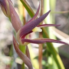 Lyperanthus suaveolens at Downer, ACT - 21 Sep 2021