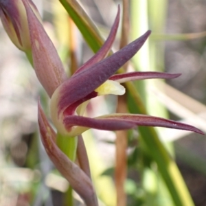 Lyperanthus suaveolens at Downer, ACT - 21 Sep 2021