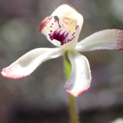Caladenia ustulata (Brown Caps) at Downer, ACT - 21 Sep 2021 by AnneG1