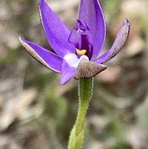 Glossodia major at Acton, ACT - 21 Sep 2021