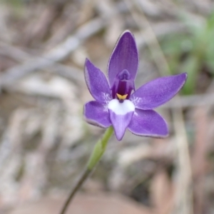 Glossodia major at Acton, ACT - 21 Sep 2021