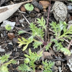 Cotula australis (Common Cotula, Carrot Weed) at Yarralumla, ACT - 21 Sep 2021 by JaneR