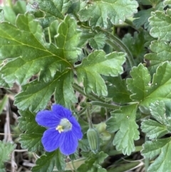 Erodium crinitum at Yarralumla, ACT - 21 Sep 2021