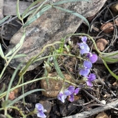 Glycine clandestina (Twining Glycine) at Yarralumla, ACT - 21 Sep 2021 by JaneR