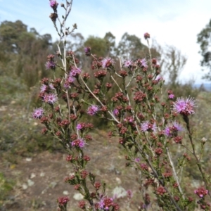 Kunzea parvifolia at Kambah, ACT - 20 Sep 2021 11:49 AM