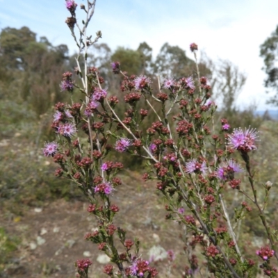 Kunzea parvifolia (Violet Kunzea) at Kambah, ACT - 20 Sep 2021 by MatthewFrawley