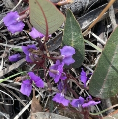 Hardenbergia violacea (False Sarsaparilla) at Yarralumla, ACT - 21 Sep 2021 by JaneR
