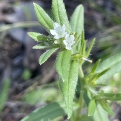 Buglossoides arvensis (Sheepweed) at Yarralumla, ACT - 21 Sep 2021 by JaneR