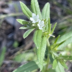 Buglossoides arvensis at Yarralumla, ACT - 21 Sep 2021 02:13 PM