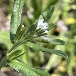 Buglossoides arvensis at Yarralumla, ACT - 21 Sep 2021