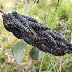 Perga sp. (genus) (Sawfly or Spitfire) at Majura, ACT - 20 Sep 2021 by Helberth