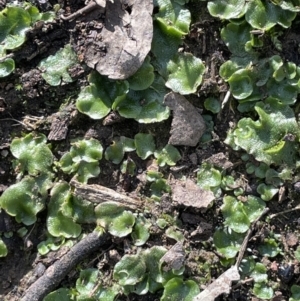 Lunularia cruciata at Yarralumla, ACT - 21 Sep 2021