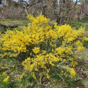 Acacia cultriformis at Majura, ACT - 21 Sep 2021