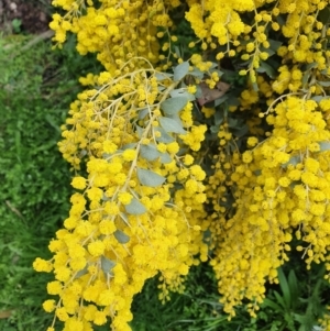 Acacia cultriformis at Majura, ACT - 21 Sep 2021