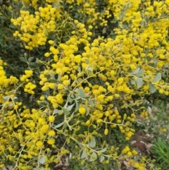 Acacia cultriformis at Majura, ACT - 21 Sep 2021