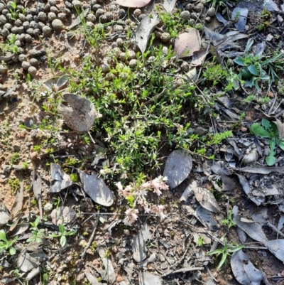 Cryptandra amara (Bitter Cryptandra) at Aranda Bushland - 19 Sep 2021 by Sarah2019