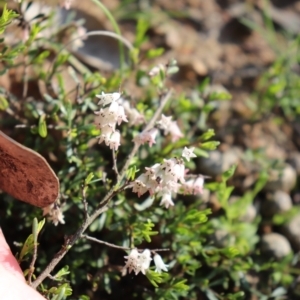 Cryptandra amara at Holt, ACT - 19 Sep 2021