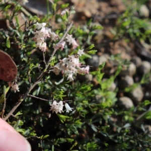 Cryptandra amara at Holt, ACT - 19 Sep 2021