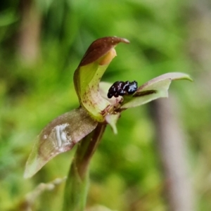 Chiloglottis trapeziformis at Acton, ACT - suppressed